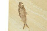 Multiple Detailed Fossil Fish Plate - Wyoming #240457-3